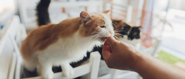 Top 10 Must-Have Pet Products Every Pet Owner Needs